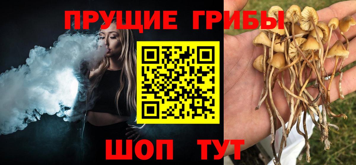 Псилоцибиновые грибы Psilocybe  Лесозаводск 